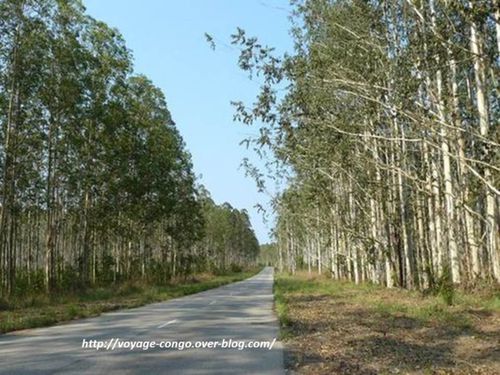 Dans la rubrique "t&eacute;moignage" : l'eucalyptus au Congo